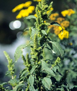 Amaranthus retroflexus