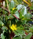 Purslane